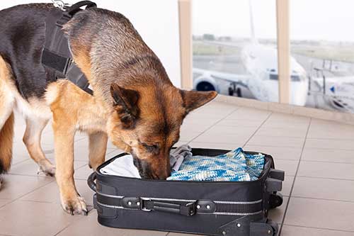 Traveling With Marijuana